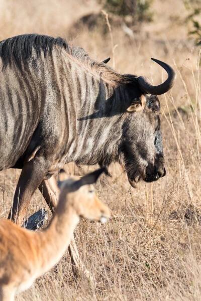 Kruger National Park (Part One) — H.D. Hunt Photography