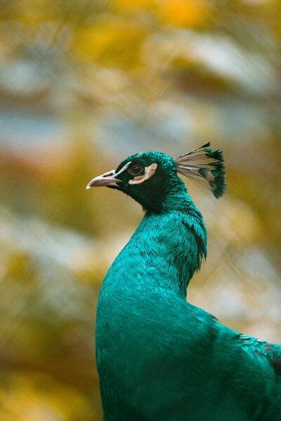 bezplatná Detailní záběr barevného zeleného páva v přírodním prostředí. Základová fotografie