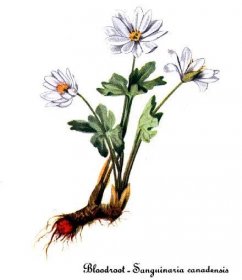 Sanguinaria canadensis - wiki34.com