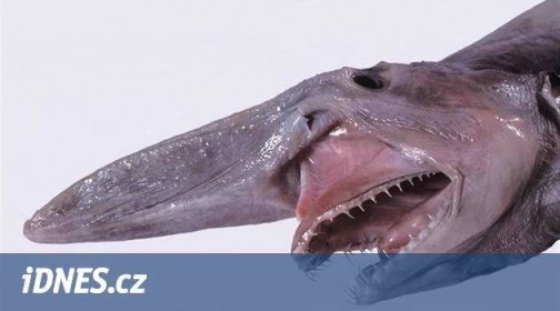Monstra jako z Vetřelce: žralok s vysouvacími čelistmi i velekrab - iDNES.cz
