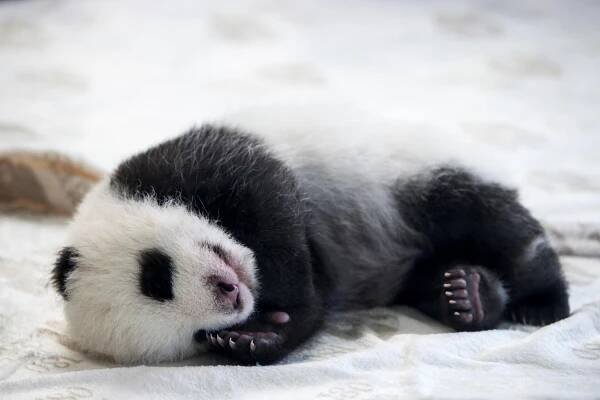 FOTO: Berlínská zoo poprvé představila senzační pandí dvojčata