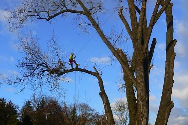 Arborista Martin Latiok - rizikové kácení stromů foto 1