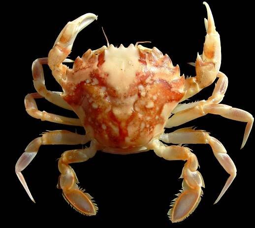 Polybius marmoreus