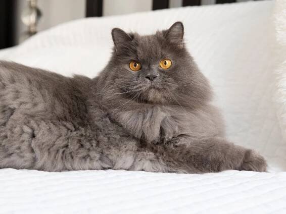Persian cats 101