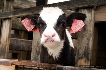GoVeg.cz - Zvířata v zemědělství - Krávy - Dojnice