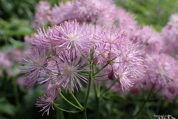 Žluťucha orlíčkolistá (Thalictrum aquilegiifolium)