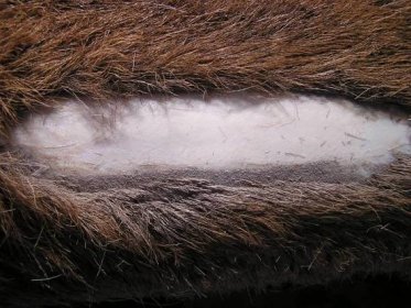 Detail kůže škrábané mokrou metodou na trámku pomocí kožešincké kosy. Bílá část je již hotová, šedá vrstva je epidermis, ten musí být odstraněn.