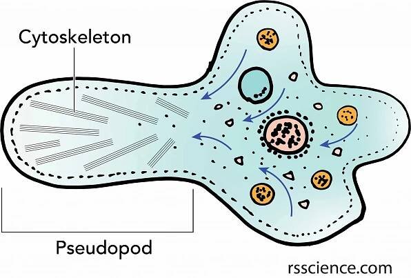 How does an amoeba move? - Dr. Biology Questions and Answers