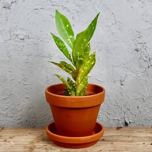 Kroton Codiaeum variegata baby