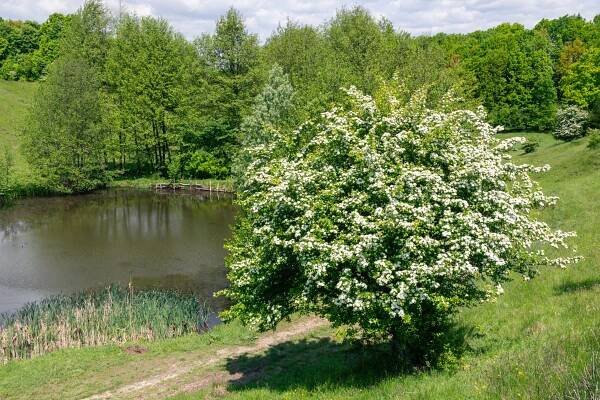 hloh jednosemenný - Arboretum Řícmanice