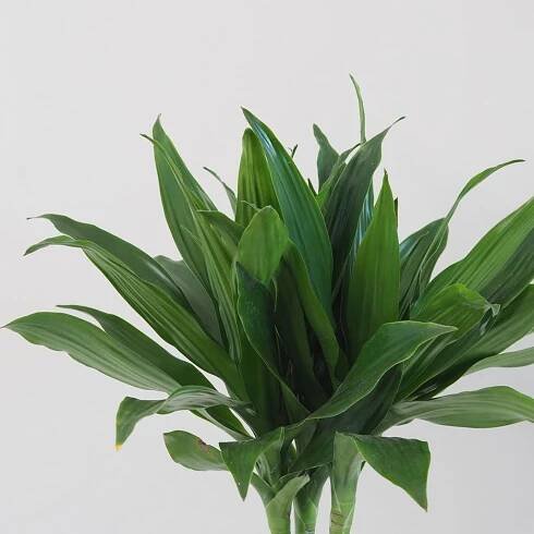 Dracaena compacta