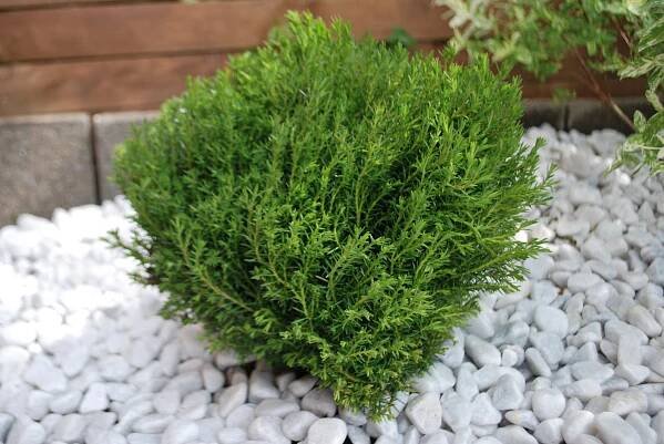 Thuja_occidentalis_teddy_28629.jpg