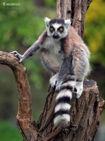 Lemur kata | Naturfoto.cz