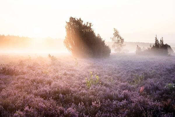 Herbst in der Heide 