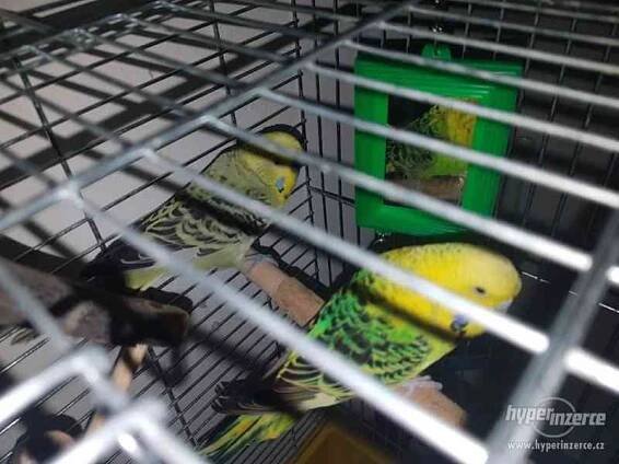Daruji andulky - foto 2