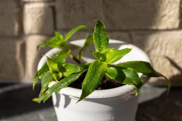 Kalísie voňavá (Callisia fragrans) 1