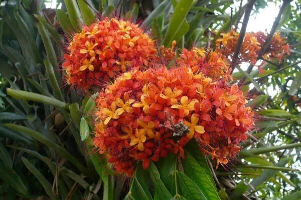 Ашока (Saraca asoca)