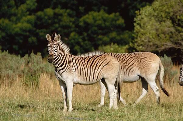 Příběhy vyhynulých zvířat: Zebra kvaga