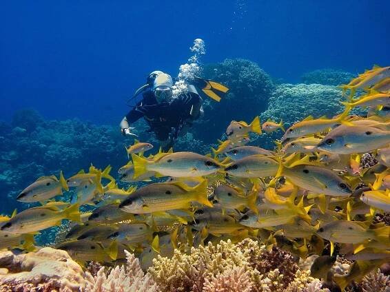 Potápění v Hurghadě, denní výjezdy lodí | Egypt Dive