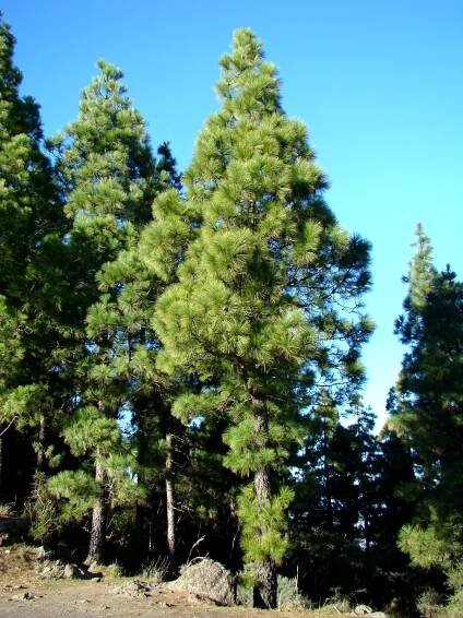 Pinus canariensis (borovice kanárská) | BioLib.cz