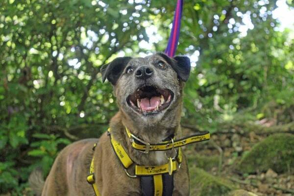 Barney, a brindle dog, wearing a yellow harness, looks up happily.