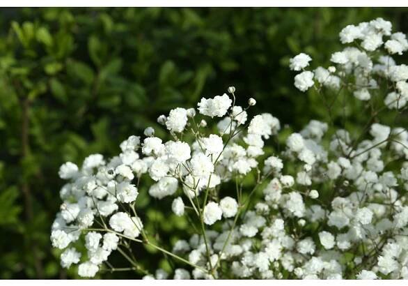 Šater latnatý (nevěstin závoj) - Festival White