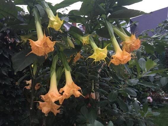 WUPPERGOLD | Brugmansia