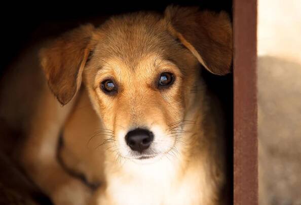 Curious adorable puppy — Stock obrázek
