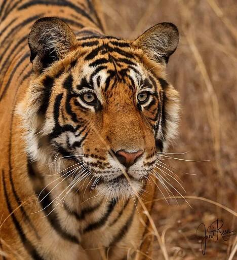 Bengal Tiger (Panthera tigris tigris) Ranthambhore NP India Feb 2019 - A & J Photography