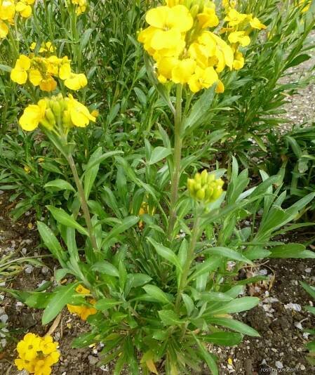 Chejr vonný - Erysimum cheiri Cloth of Gold, rostlina