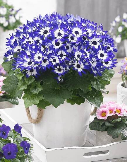Senetti Blue Bicolor '15