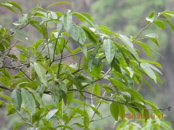 Prunus persica (Cultivated) – eFlora of India