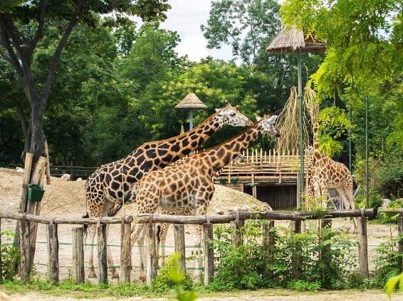 Budapest’s Zoo is unmissable for one reason