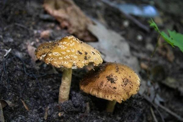 Základová fotografie na téma biodiverzity, botanický, detail, divočina, divoký, ekologie, flóra, fotografie přírody, hnědá