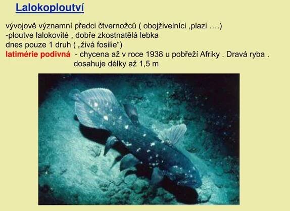 PPT - Strunatci PowerPoint Presentation, free download - ID:4342680