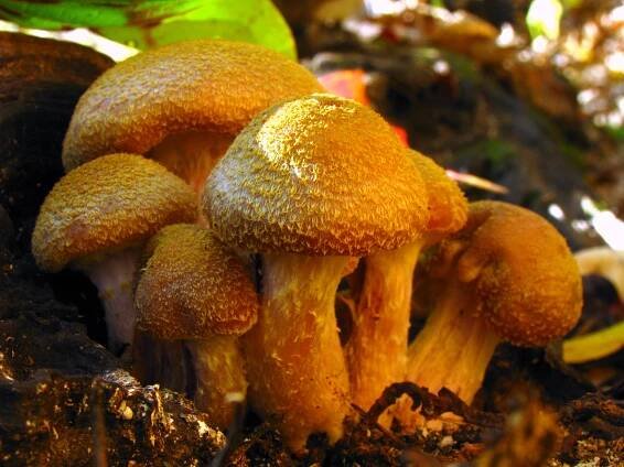 Armillaria gallica: vlastnosti, stanoviště a největší houba