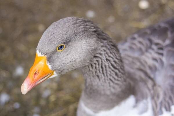 Grey Bill Goose