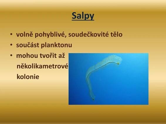 PPT - Název:VY_32_INOVACE_PR7_04 – Strunatci - rozdělení PowerPoint ...