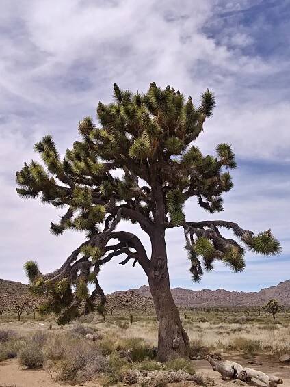 joshua tree national park