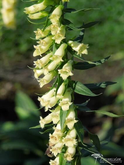 Digitalis lutea - Perenniculum