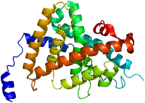 Thyroid hormone receptor alpha - Wikipedia