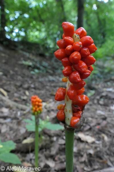 fotografický klíč k určování cévnatých rostlin :: BOTANICKÁ FOTOGALERIE