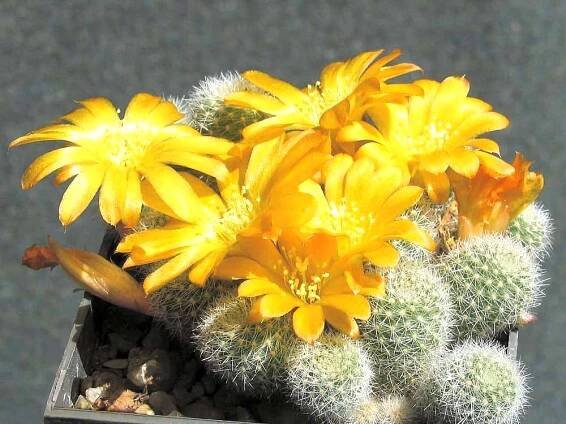 Rebutia fabrisii aureiflora – Wikipedie