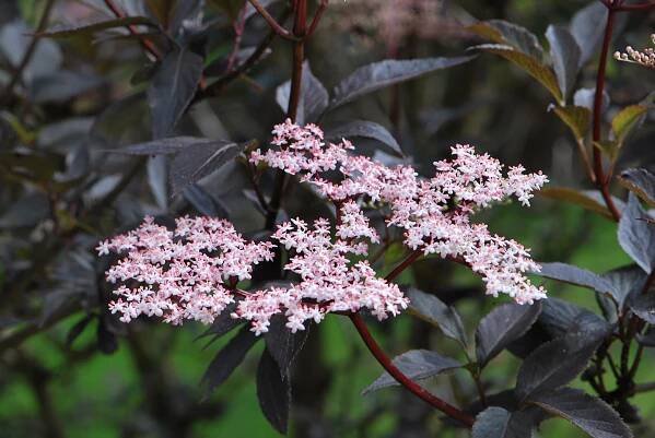 Bez černý Black Tower (Sambucus nigra)