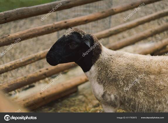 Krásná Fena Dorper Ovce Farmě Zemědělská Zvířata Zemědělství — Stock Fotografie © Nastyaofly #611763972