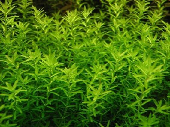 Hemianthus callitrichoides "MONTE CARLO" 2
