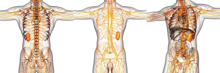 Zdravou funkcí lymfy proti otokům - Fyzioterapie EuroPainClinics
