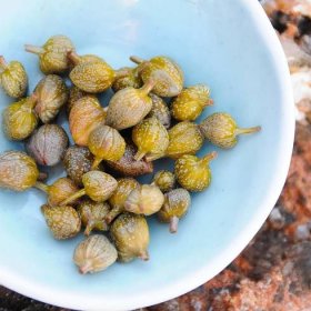 Recipe Collections — Olives & Lucinda