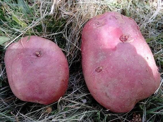 Patata Rudolph