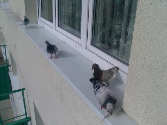 V Havířově byl ukončen odchyt holubů
